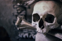 Crâne - Skull