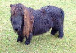 Un joli poney angora